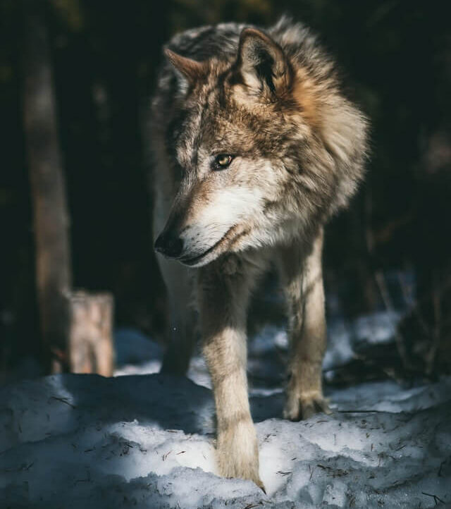 il lupo in natura