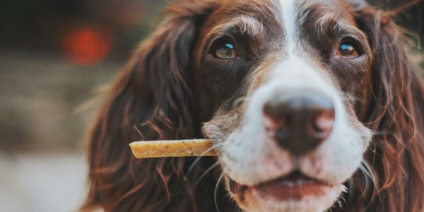 I CEREALI NELL’ALIMENTAZIONE DEL CANE, FANNO BENE O MALE?