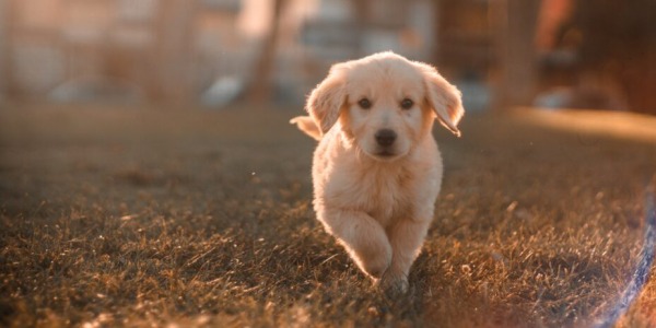 IL CANE SI GRATTA SEMPRE, PUÒ ESSERE DERMATITE