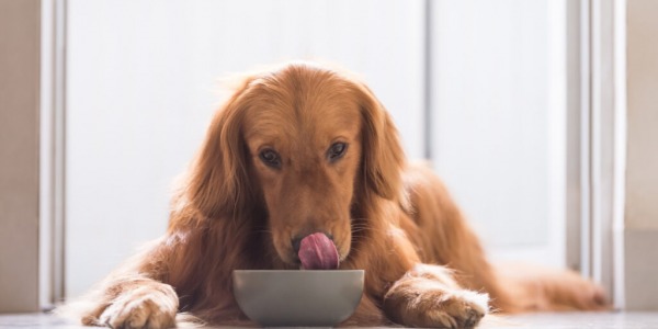 LEGGERE LE ETICHETTE DEL PETFOOD: UNA GUIDA FACILE