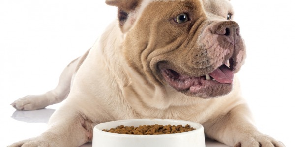 IL CANE NON MANGIA? SCOPRIAMO QUALI SONO LE CAUSE PRINCIPALI